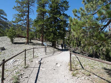 Bristlecone Trail