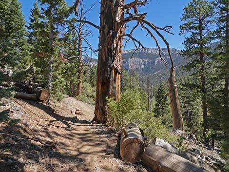 Bristlecone Trail