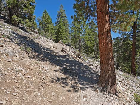 Bristlecone Trail