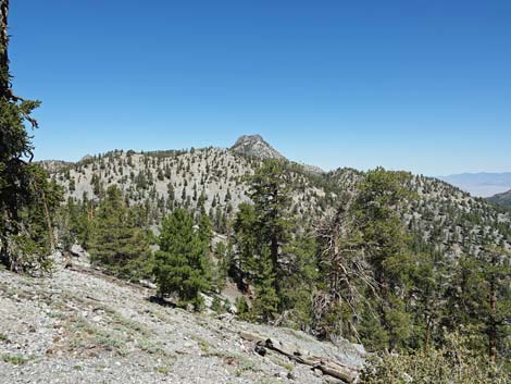 Bristlecone Trail