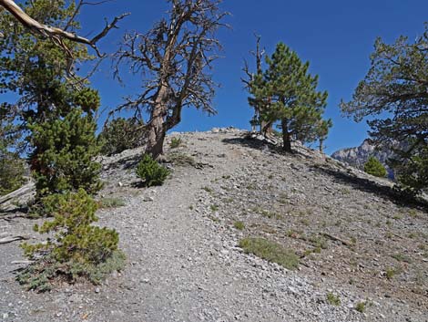 Bristlecone Trail