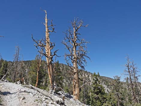 Bristlecone Trail