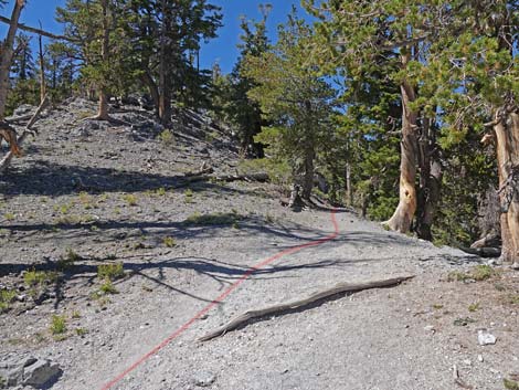 Bristlecone Trail