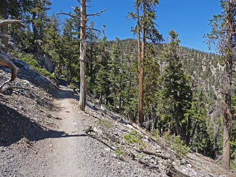 Bristlecone Trail