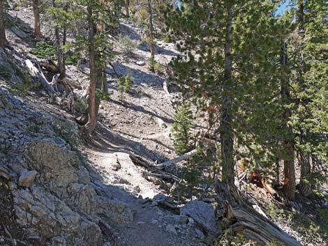 Bristlecone Trail