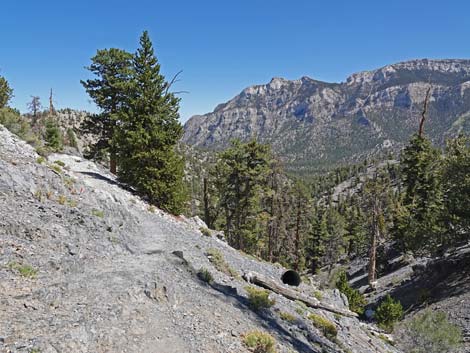 Bristlecone Trail