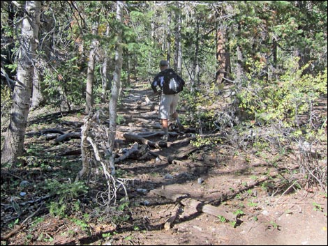 Old Bristlecone Trail