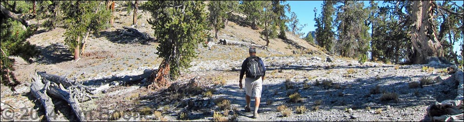 Old Bristlecone Trail