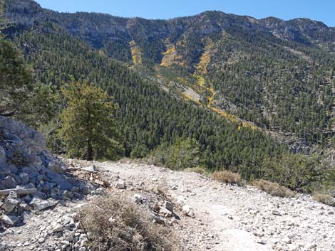 Cathedral Rock Trail