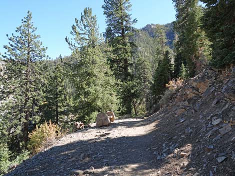 Cathedral Rock Trail