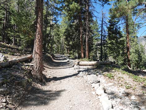 Cathedral Rock Trail