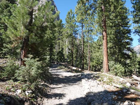 Cathedral Rock Trail