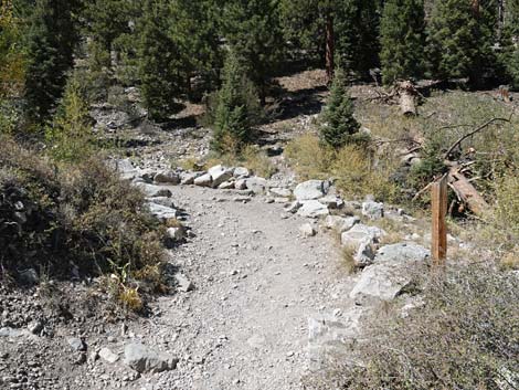 Cathedral Rock Trail