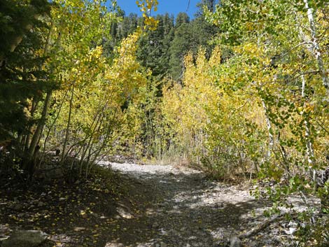 Cathedral Rock Trail