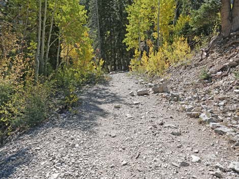 Cathedral Rock Trail