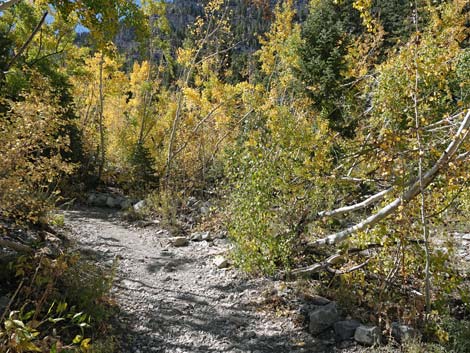 Cathedral Rock Trail