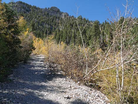 Cathedral Rock Trail