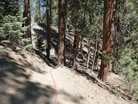 Cathedral Rock Trail