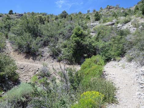 Escarpment Trail