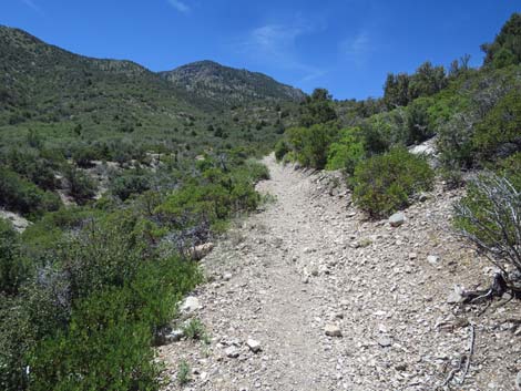 Escarpment Trail