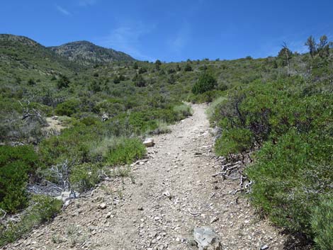 Escarpment Trail