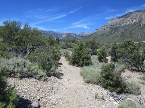 Escarpment Trail