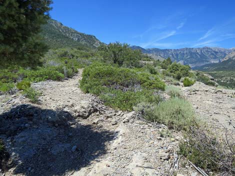 Escarpment Trail