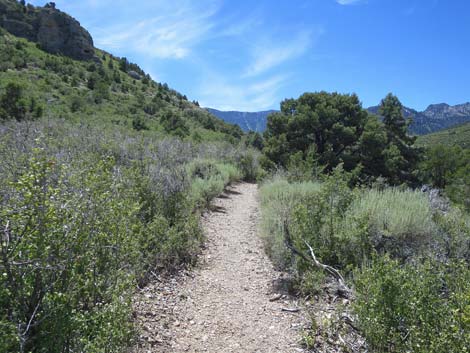 Escarpment Trail