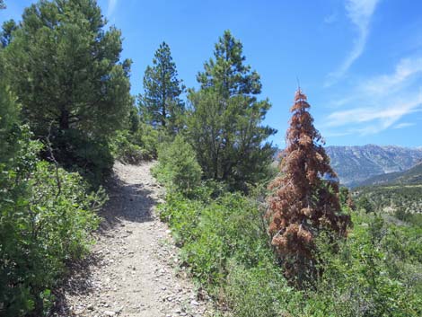 Escarpment Trail