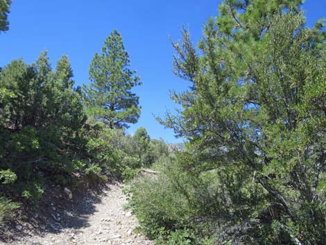 Escarpment Trail