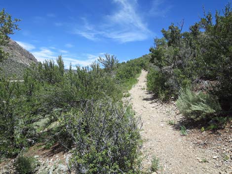 Escarpment Trail