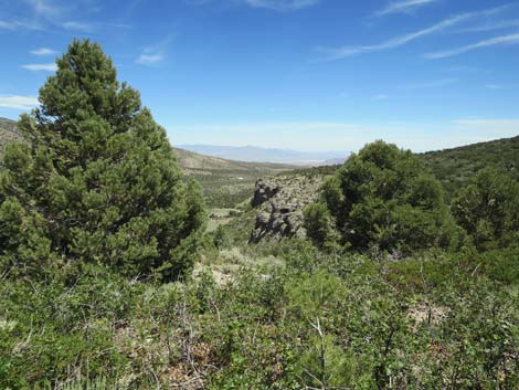 Escarpment Trail