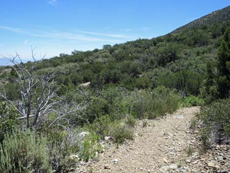 Escarpment Trail