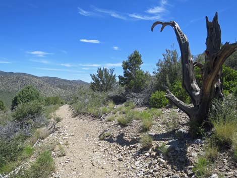 Escarpment Trail