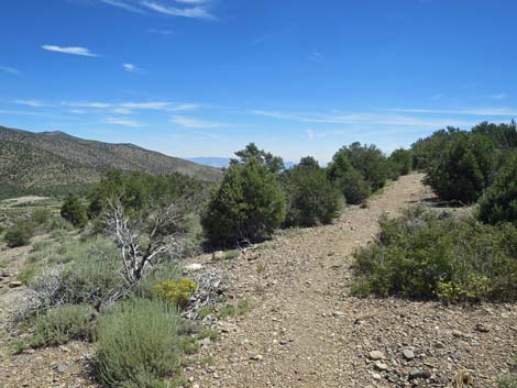 Escarpment Trail