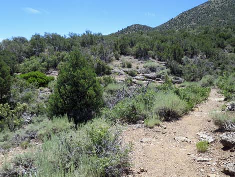 Escarpment Trail