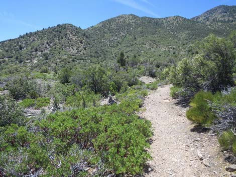 Escarpment Trail