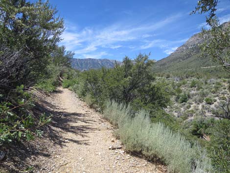 Escarpment Trail