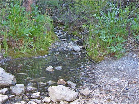 Fletcher Canyon Spring