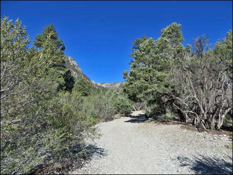 Fletcher Canyon Trail