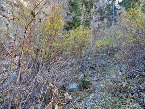 Fletcher Canyon Trail