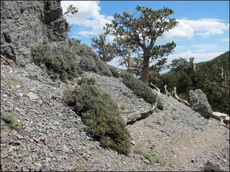 Fletcher Peak Trail