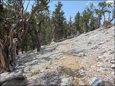 Fletcher Peak Trail