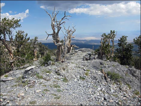 Fletcher Peak Trail