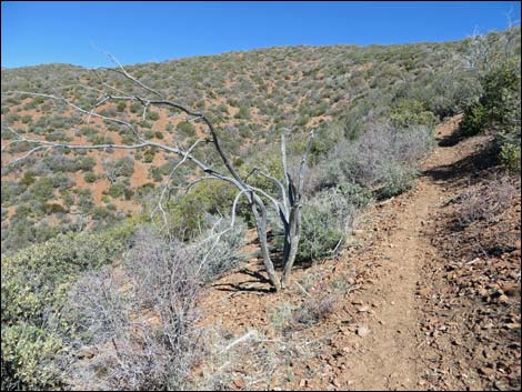 Griffith Shadow South Trail