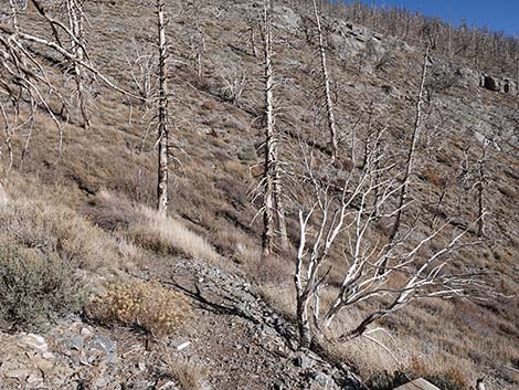 Harris Saddle Trail