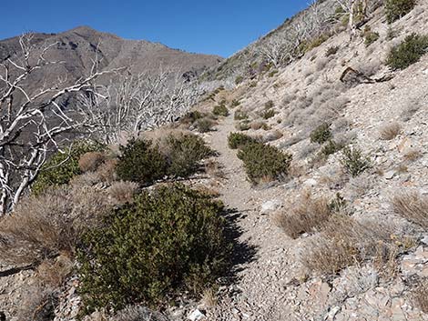 Harris Saddle Trail