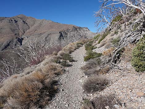 Harris Saddle Trail