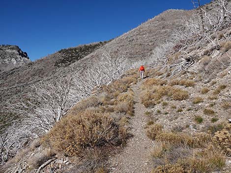 Harris Saddle Trail