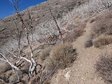 Harris Saddle Trail